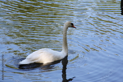 White Swan floating on the water with a sun-lit wing 