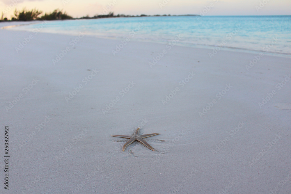 Starfish, Long Island, Bahamas