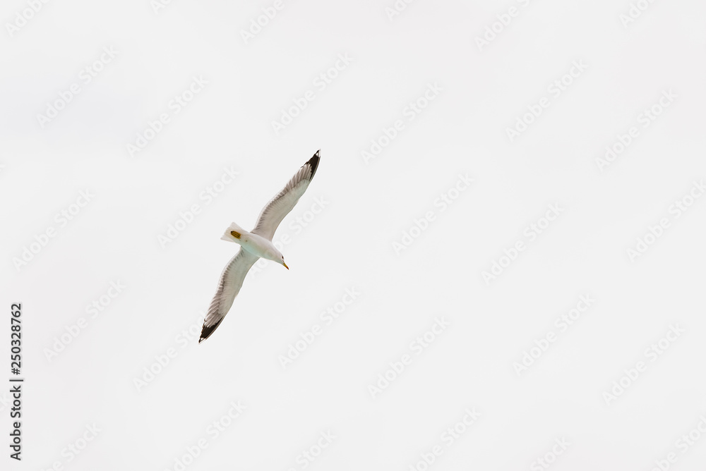 Obraz premium Seagull flying above our heads isolated on white background