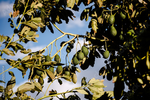 Avocado tree with many fruits hanging from its branches in the sun.