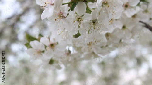 Perfectly blooming apple flowers on the tree