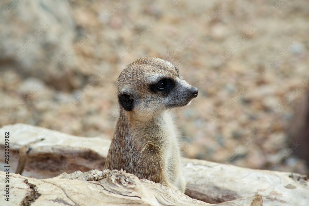 Fototapeta premium Surikata. Species of mammals from family of mongoose. It is widespread in South Africa.