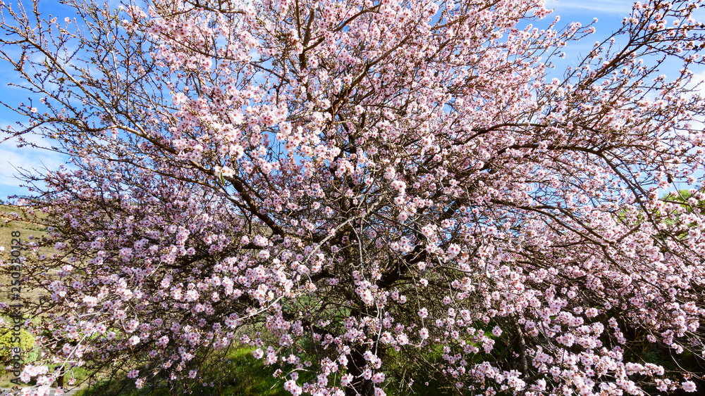 Part of blooming almond tree of Gran Canaria, Spain Part of blooming almond tree of Gran Canaria, Spain
