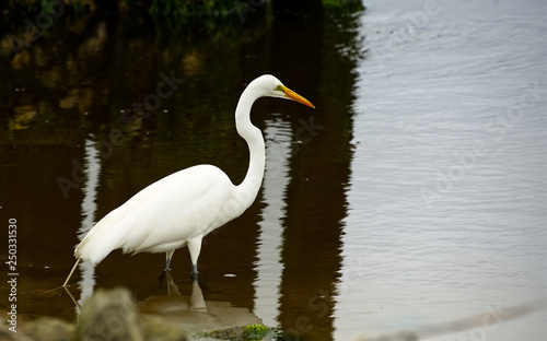 A great white egret wading in a salt-marsh.