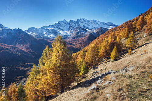 View on forest and snowy peaks