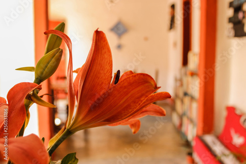 Flor de lirio rojo