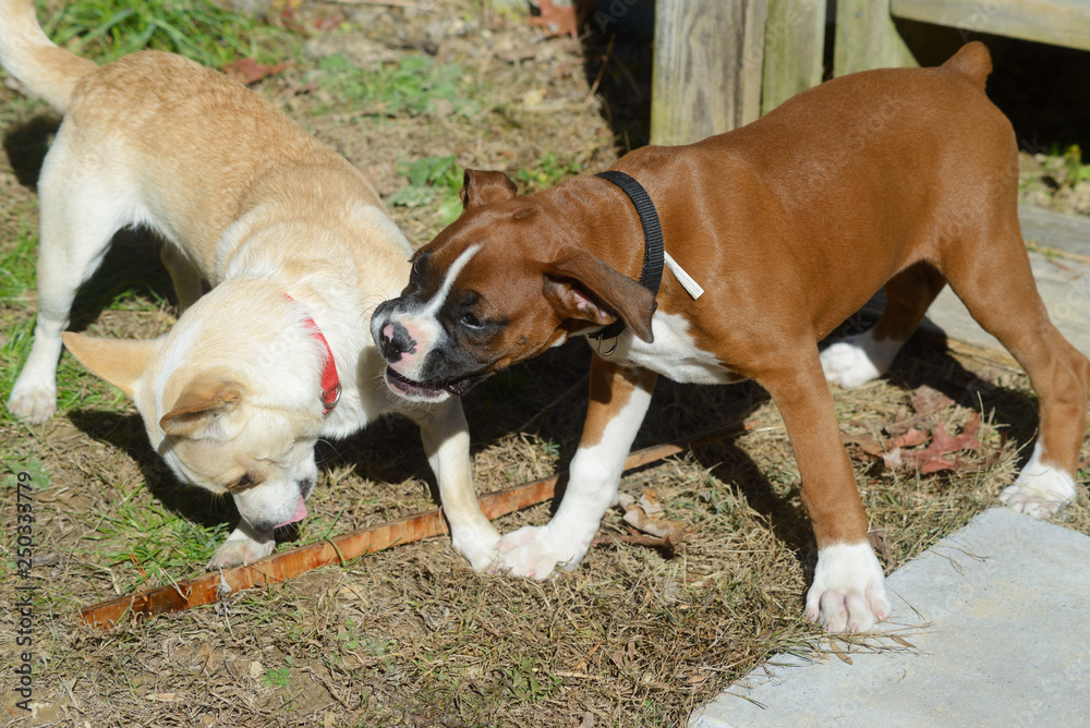 A Boxer and a mixed breed dog playing with a stick.