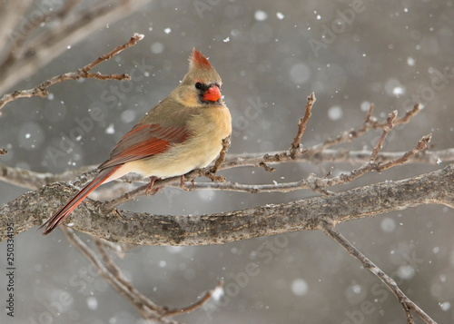 Photography Beautiful photo of a female Northern Cardinal (Cardinalis cardinalis) perched on a branch during a gentle snow