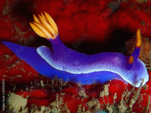 Closeup and macro shot of nudbranch Hypselodoris apolegma the family of Chromodorididae during a leisure dive in Tunku Abdul Rahman Park, Kota Kinabalu. Sabah, Malaysia, Borneo.