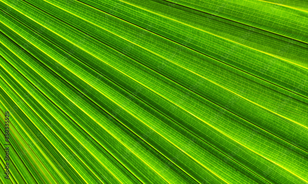 green palm leaf green palm leaf