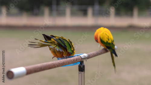 Small parrot with wooden rail. photo