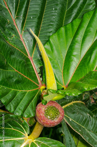 Young Ficus Dammaropsis photo