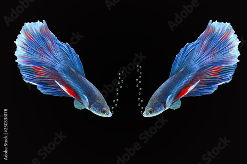 Beautiful betta fish or Asian battle fish that roam bubbles, concept with black background