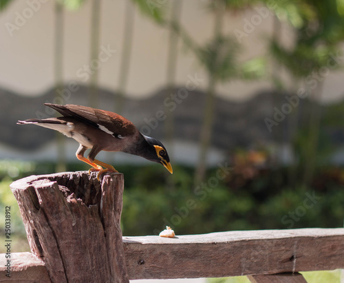 Exotic Thai bird usual myna, locust Starling, Mockingbird photo