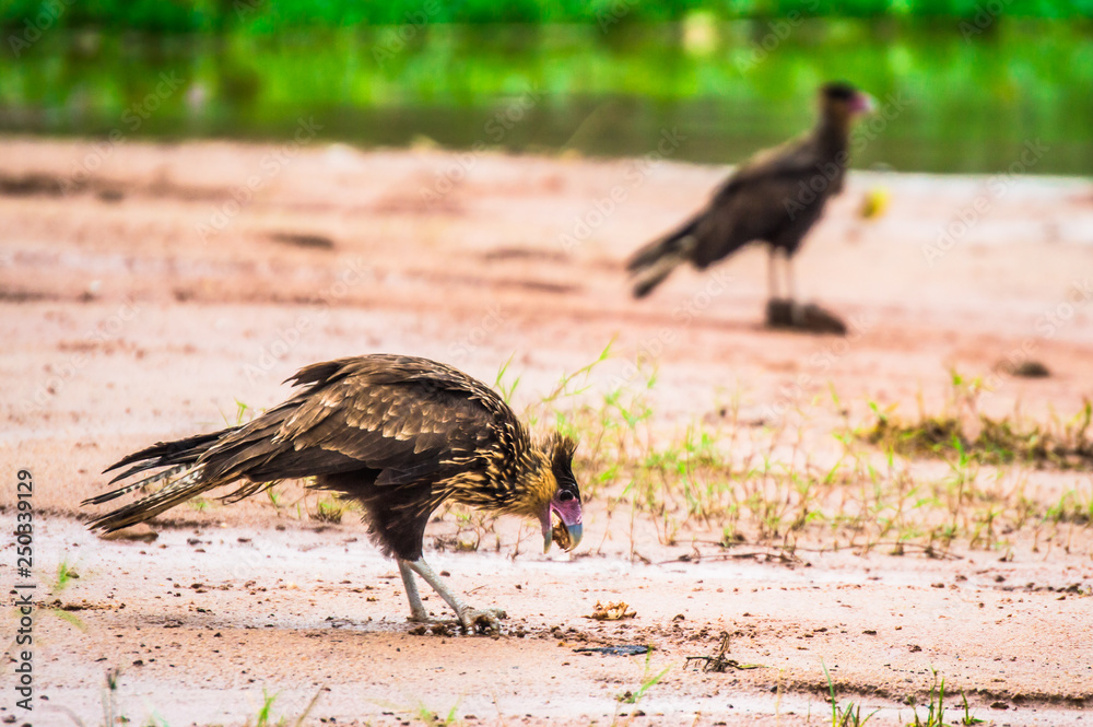 Obraz premium Pantanal