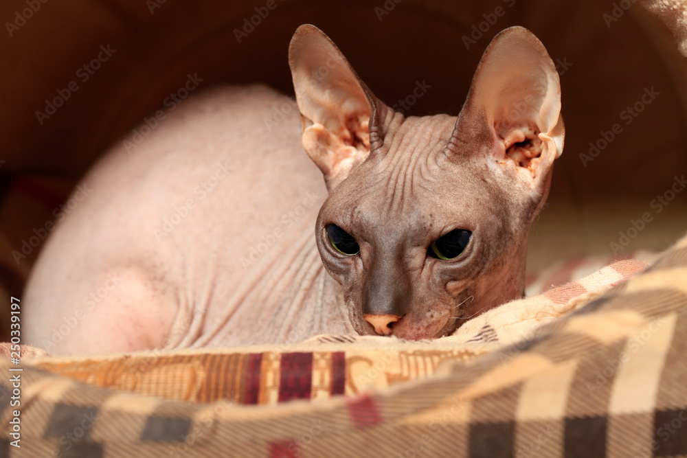 Portrait of a cat bald breed Don Sphynx close-up