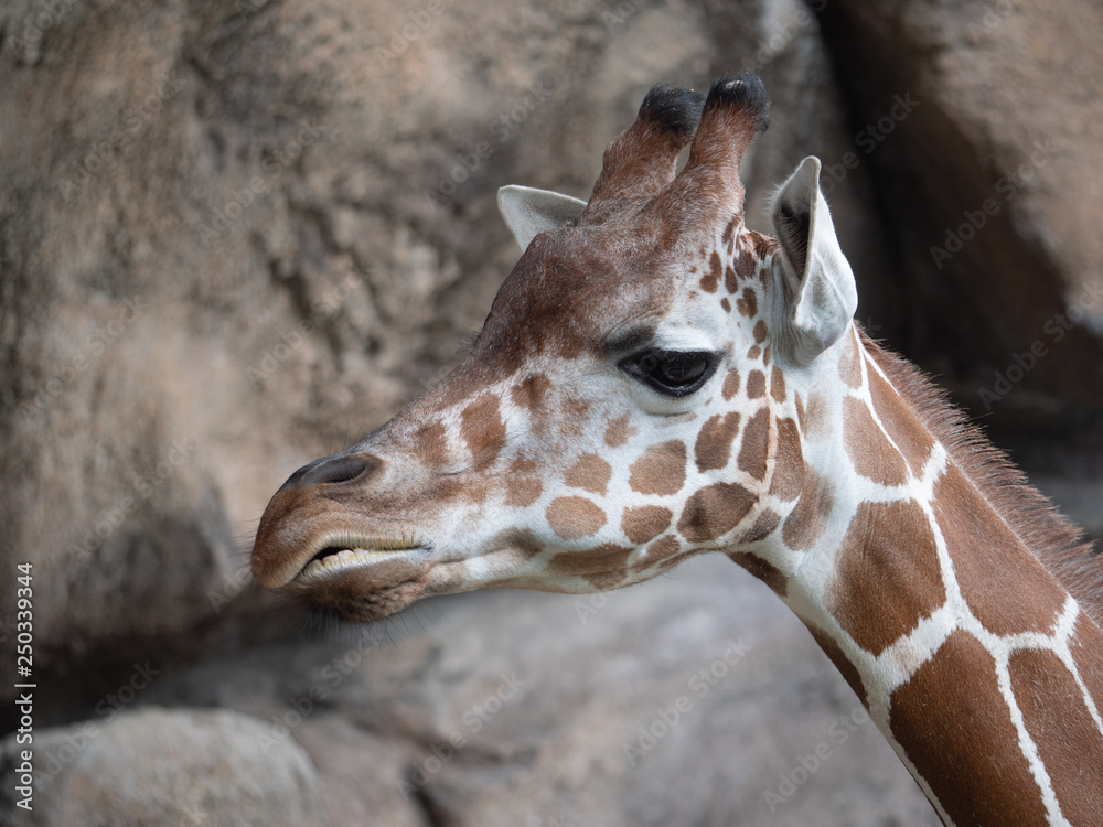 Obraz premium Giraffe Headshot