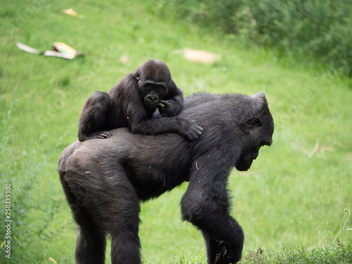 Baby Gorilla on Mother's Back © Nicholas