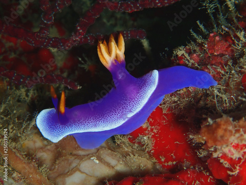 Hypselodoris apolegma is a species of colourful sea slug or dorid nudibranch, a marine gastropod mollusk in the family Chromodorididae.