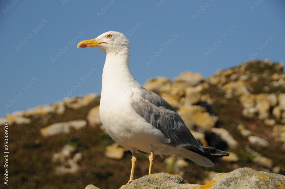 seagull, rock and sea