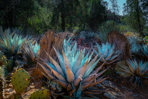 Arizona Desert Garden photo