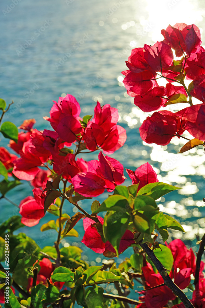 Pink flowers of a tropical Bougainvillea vine over the turquoise blue lagoon in Moorea, French Polynesia Pink flowers of a tropical Bougainvillea vine over the turquoise blue lagoon in Moorea, French Polynesia