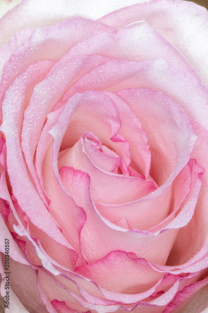 Macro of Pink Rose with Dew Macro of Pink Rose with Dew
