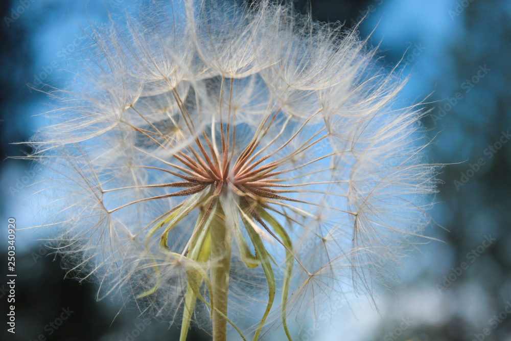 Fototapeta premium Yellow Goat's Beard seed head