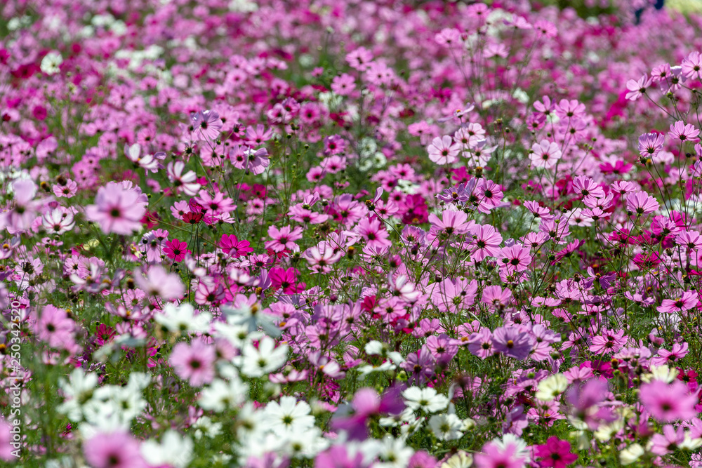 full blooming of cosmos in Japan