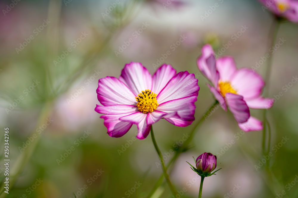 close-up of pink cosmos in full blooming close-up of pink cosmos in full blooming