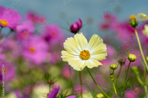 close-up of cosmos in full blooming in Japan