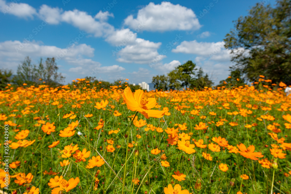 Fototapeta premium full blooming of yellow cosmos in Japan