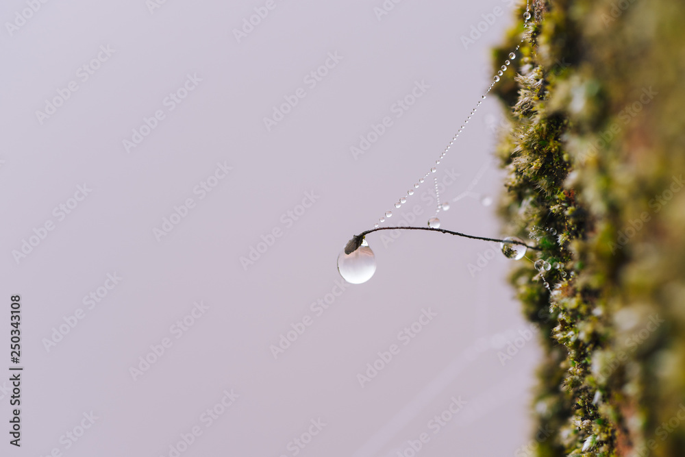 Raindrops on the moss. Clean nature background. Raindrops on the moss. Clean nature background.