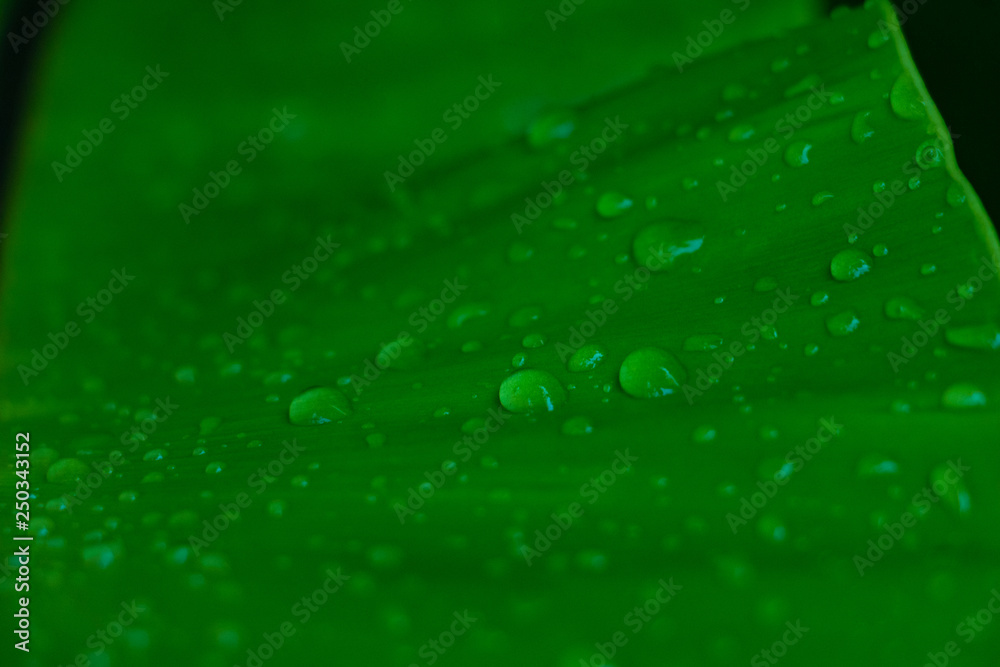Green leaves and droplet water background. Green leaves color tone dark in the morning. Green leaves and droplet water background. Green leaves color tone dark in the morning.