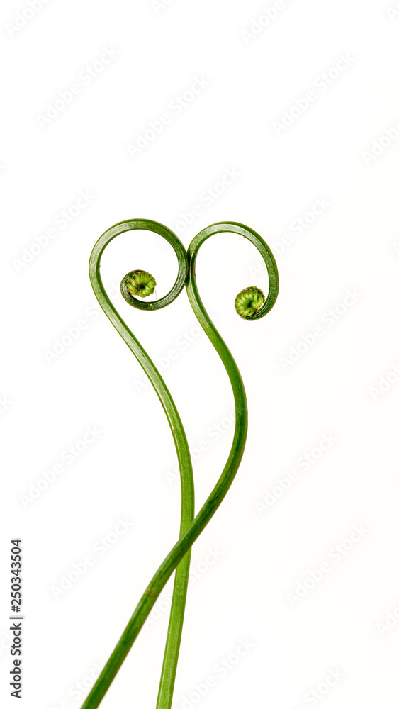 The curly young leaves of ferns. On white background. The curly young leaves of ferns. On white background.