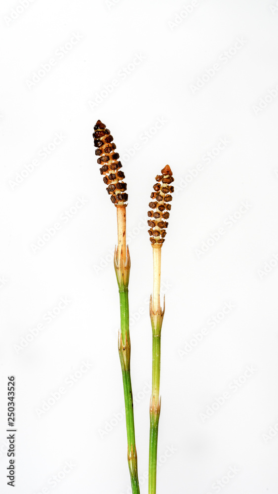 The peculiar fern plant: Equisetum arvense, on white background