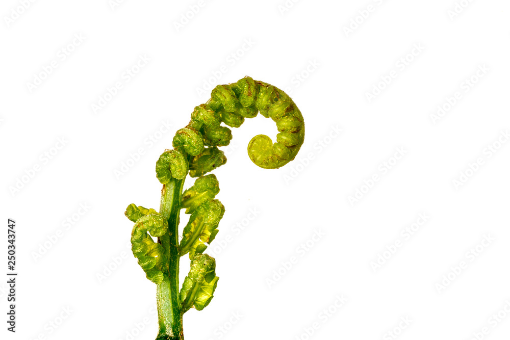 The curly young leaves of ferns. On white background.