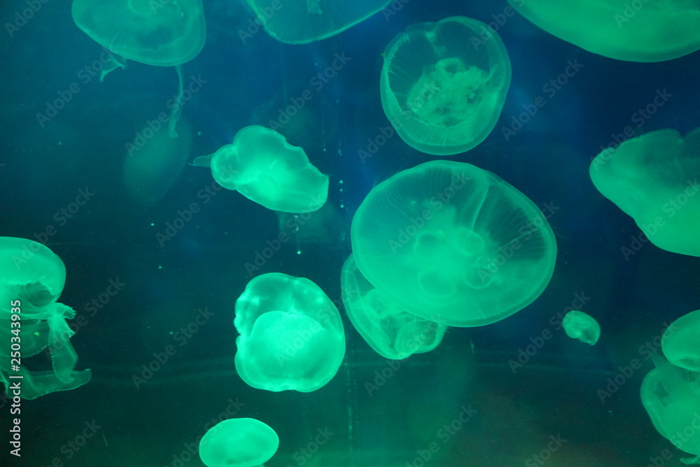 jellyfish jellyfish