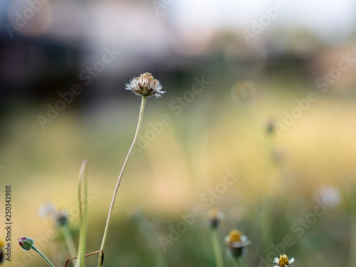 One flower in the field