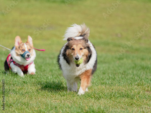 Happy pet dog playing with ball on green grass lawn, playful shetland sheepdog retrieving ball back very happy with a welsh corgi pembroke after her.
