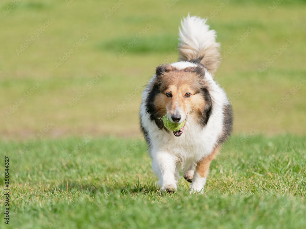 Happy pet dog playing with ball on green grass lawn, playful shetland sheepdog retrieving ball back very happy.