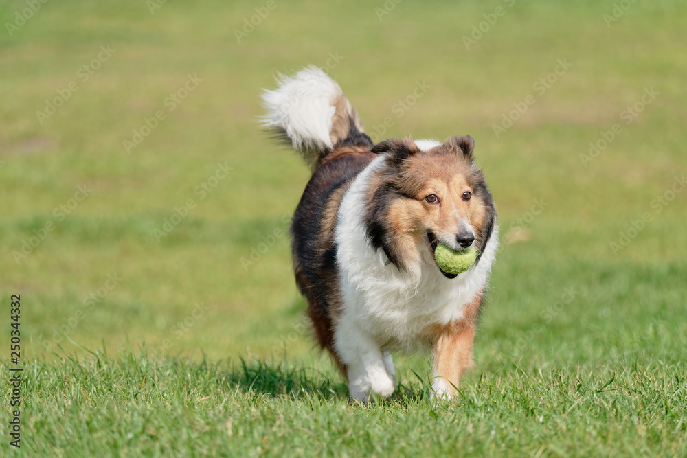 Happy pet dog playing with ball on green grass lawn, playful shetland sheepdog retrieving ball back very happy.