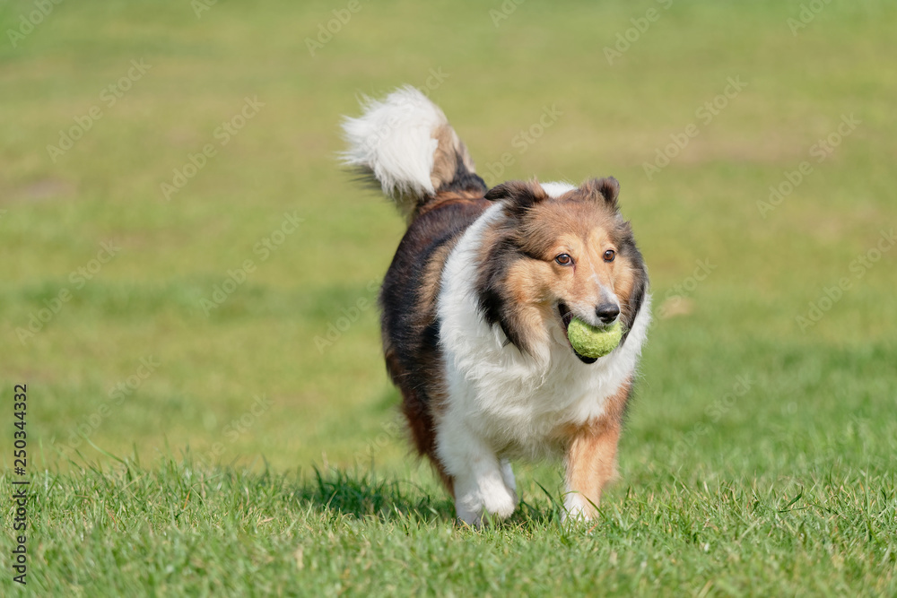 Happy pet dog playing with ball on green grass lawn, playful shetland sheepdog retrieving ball back very happy. Happy pet dog playing with ball on green grass lawn, playful shetland sheepdog retrieving ball back very happy.