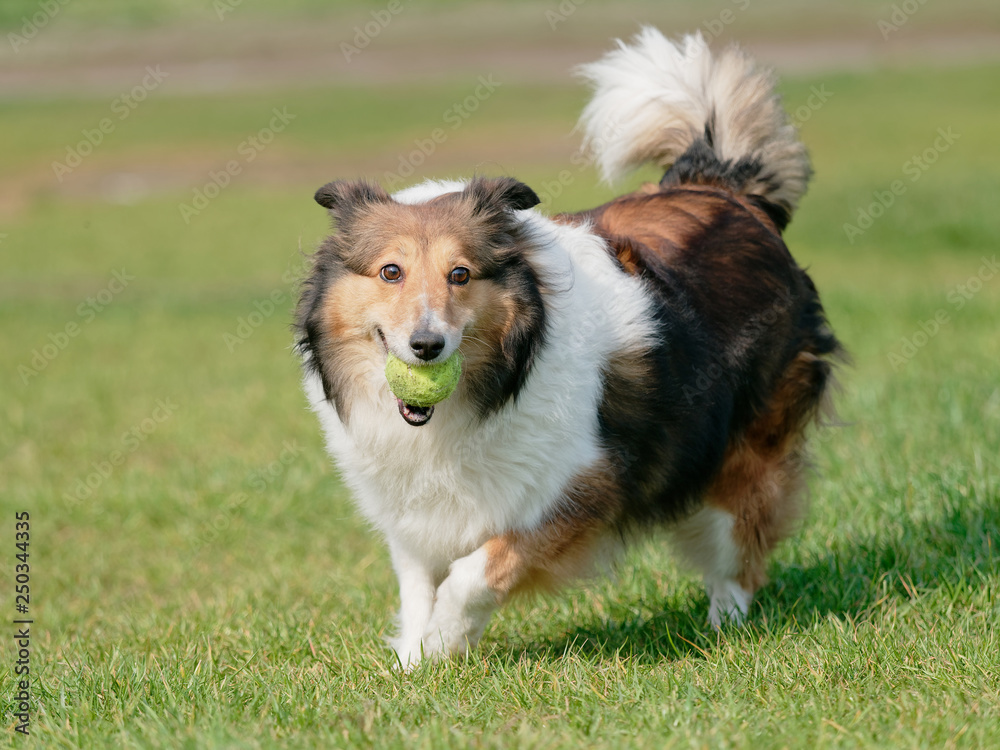 Happy pet dog playing with ball on green grass lawn, playful shetland sheepdog retrieving ball back very happy. Happy pet dog playing with ball on green grass lawn, playful shetland sheepdog retrieving ball back very happy.