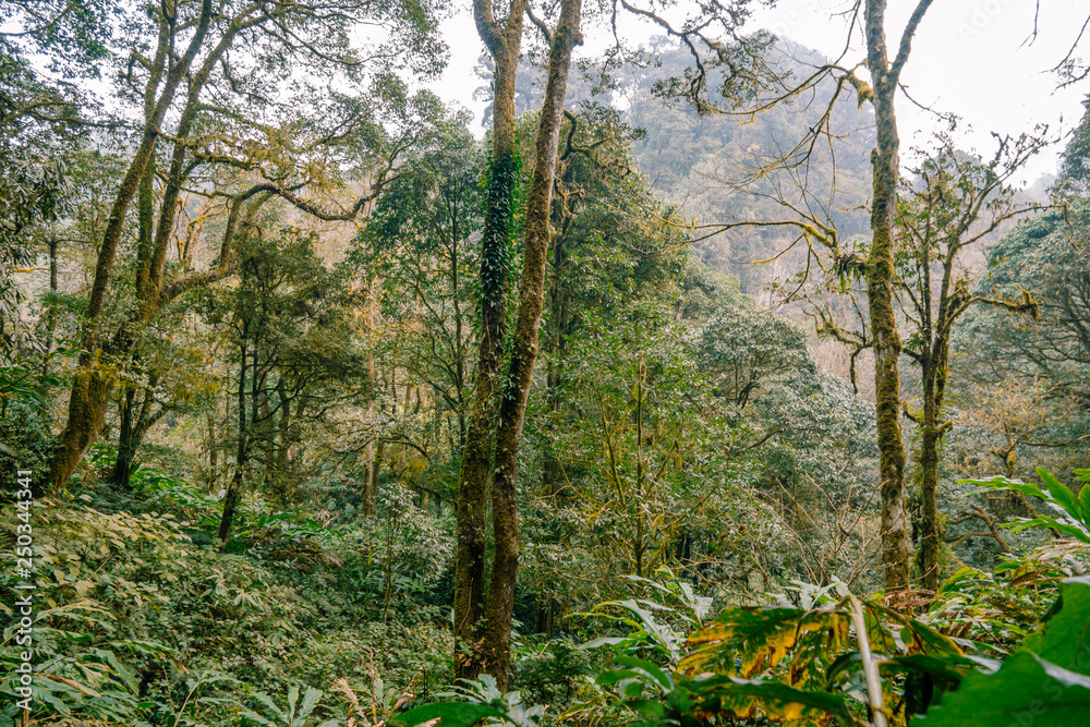 Obraz premium Tropical rainforests in yunnan, China.