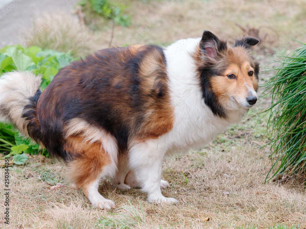 Shetland sheepdog pooping outside with funny expression. Shetland sheepdog pooping outside with funny expression.