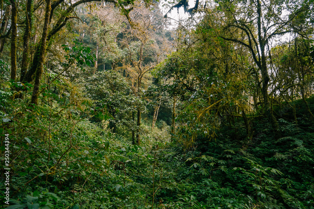 Tropical rainforests in yunnan, China.