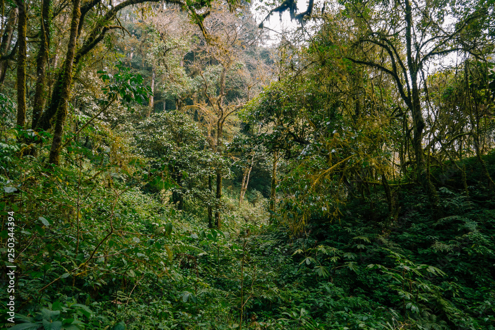Obraz premium Tropical rainforests in yunnan, China.