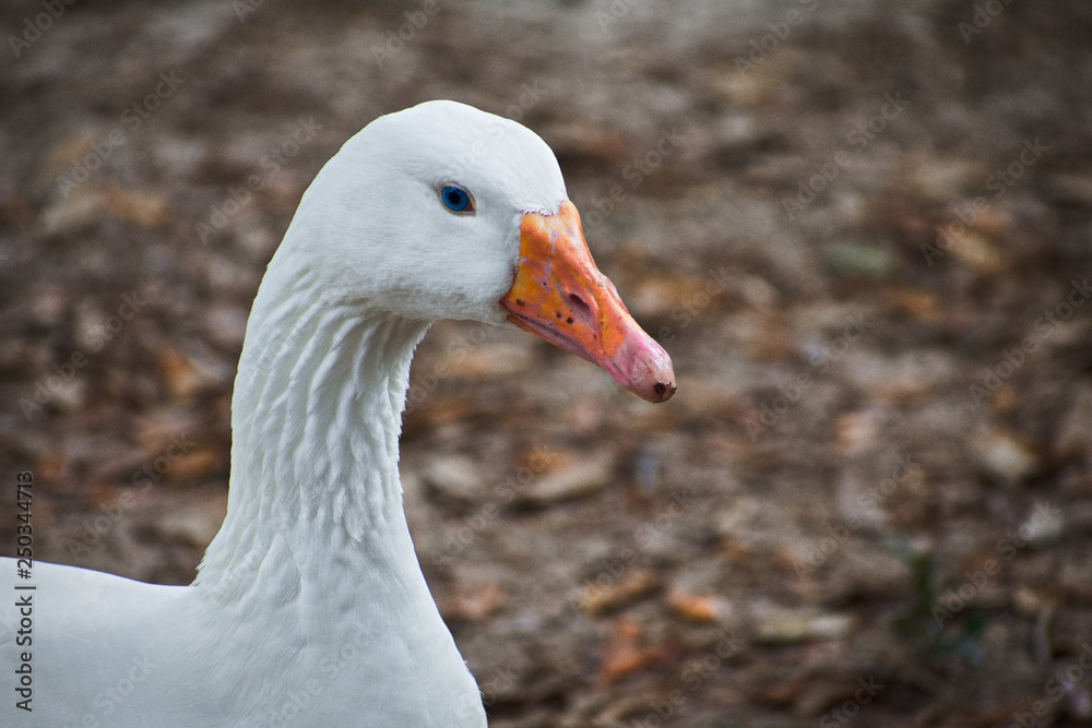 Emden goose beautiful blue eye