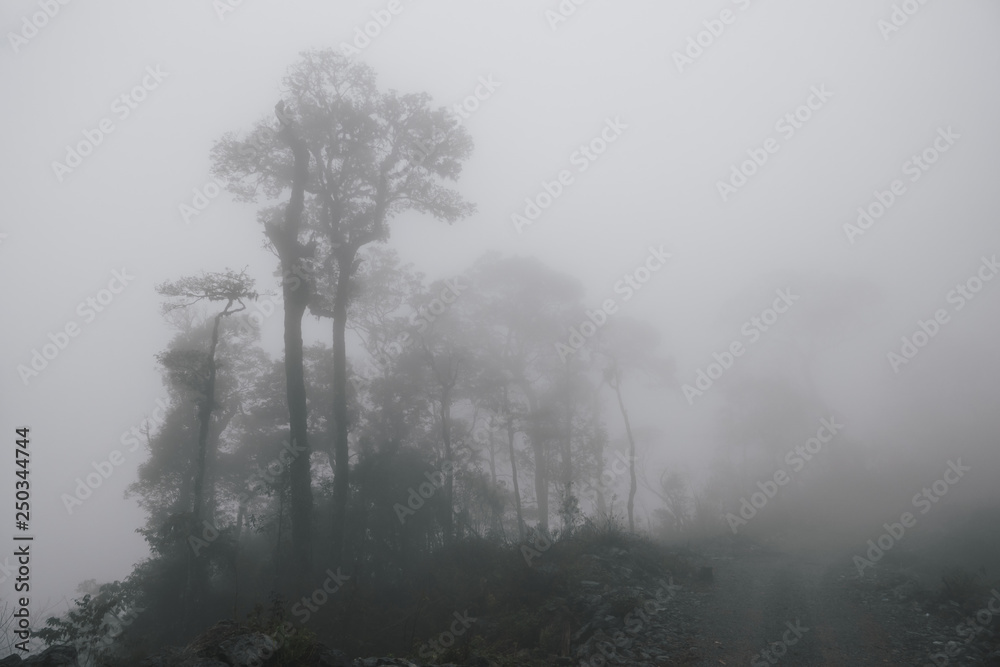 Fototapeta Mgliste tropikalne lasy deszczowe